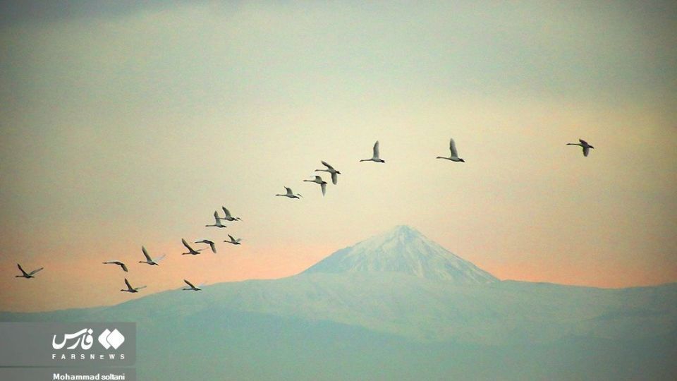 سمفونی پرواز قوها