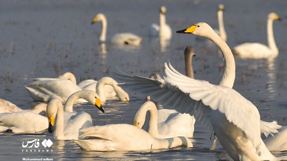 سمفونی پرواز قوها