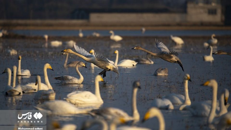 سمفونی پرواز قوها