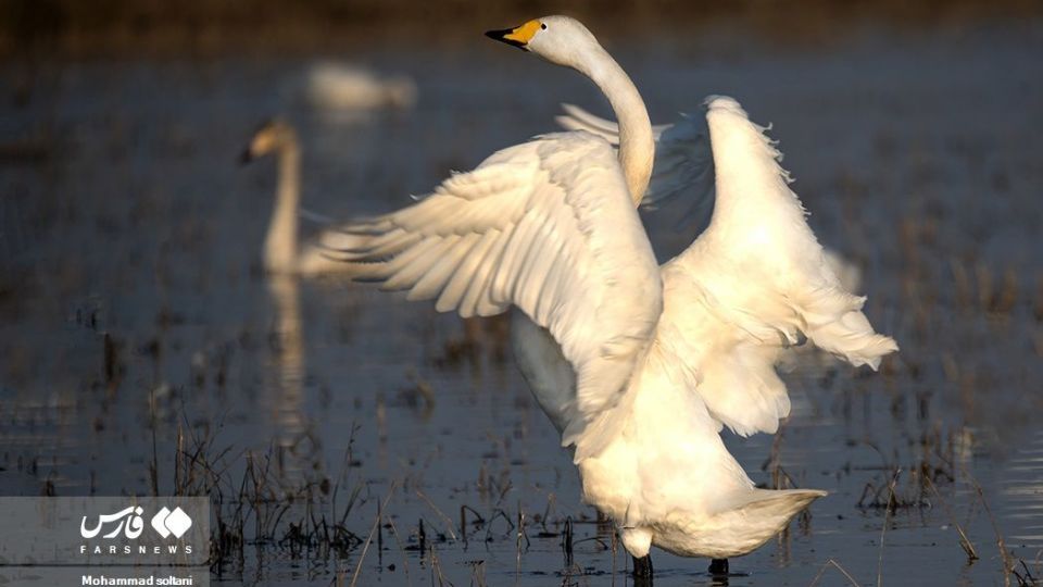 سمفونی پرواز قوها