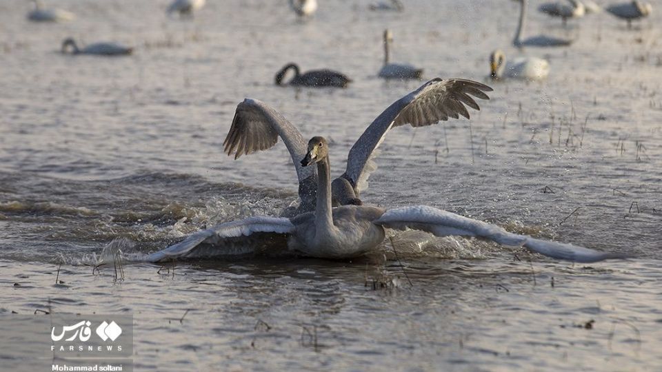 سمفونی پرواز قوها