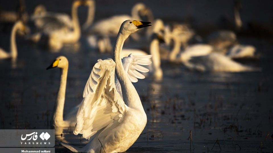 سمفونی پرواز قوها