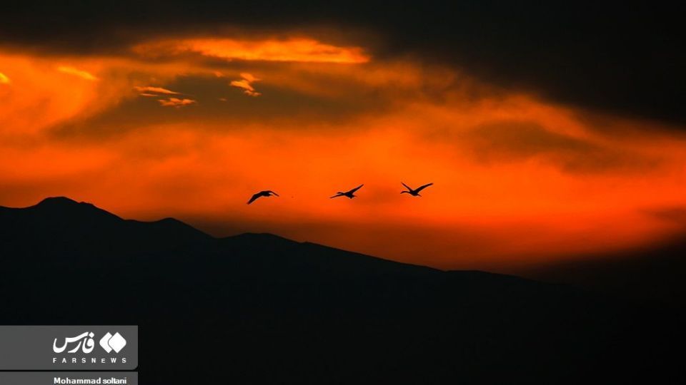 سمفونی پرواز قوها