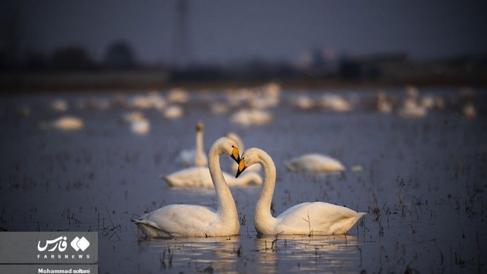 سمفونی پرواز قوها