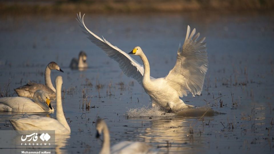 سمفونی پرواز قوها