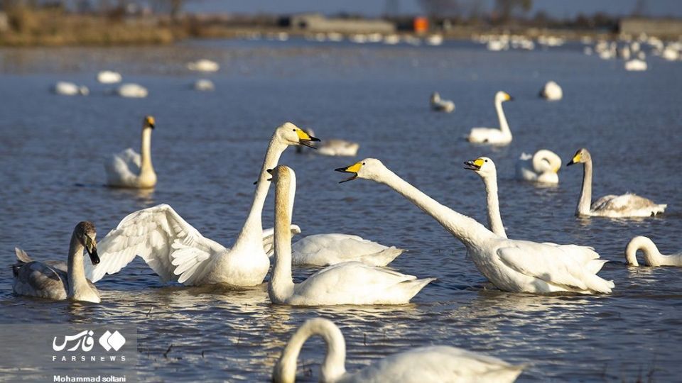 سمفونی پرواز قوها