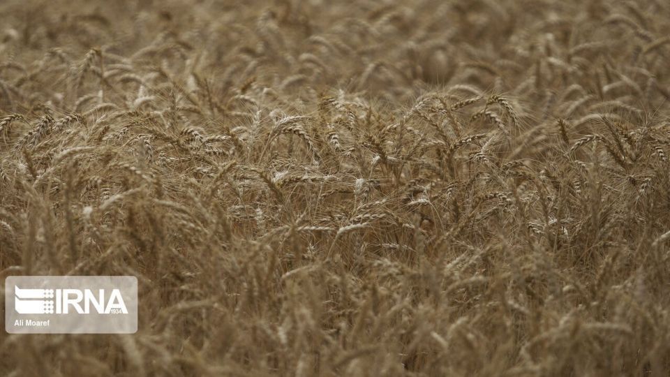 گندم وارداتی روسی قابلیت مصرف انسانی دارد