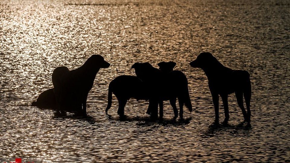 سگ‌های ولگرد آفت محیط زیست مازندران