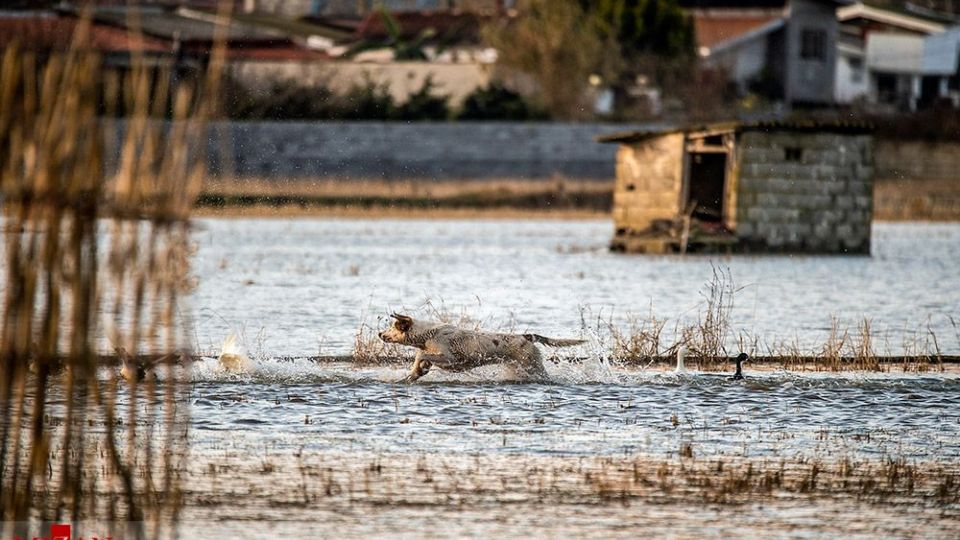 سگ‌های ولگرد آفت محیط زیست مازندران