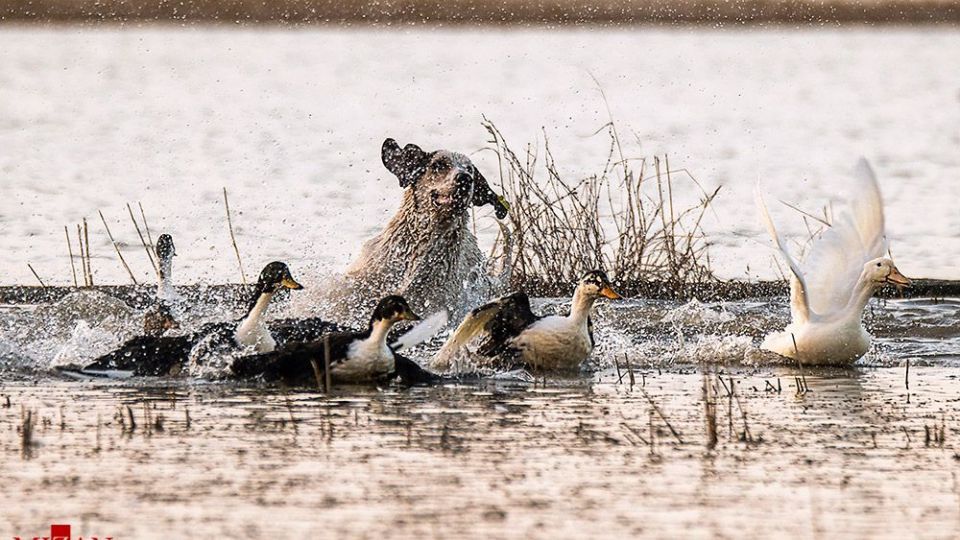 سگ‌های ولگرد آفت محیط زیست مازندران