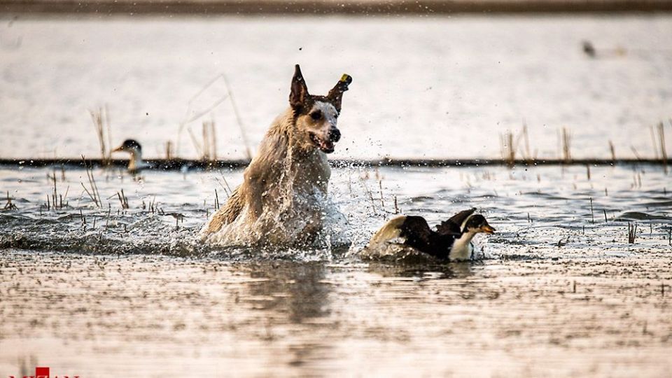 سگ‌های ولگرد آفت محیط زیست مازندران