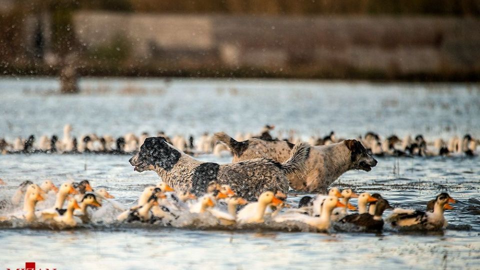 سگ‌های ولگرد آفت محیط زیست مازندران