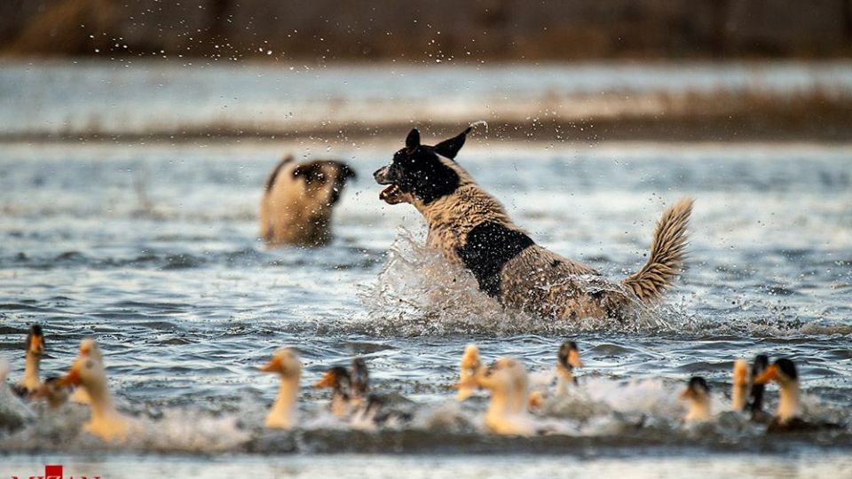 سگ‌های ولگرد آفت محیط زیست مازندران