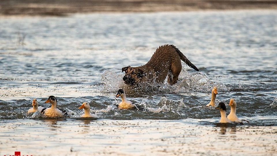 سگ‌های ولگرد آفت محیط زیست مازندران