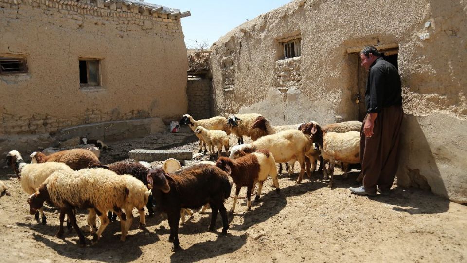 بازگشت با «برکت» ۶۲۵۰ خانواده به روستا بازگشت با «برکت» ۶۲۵۰ خانواده به روستا