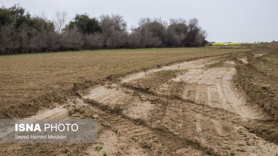 پارک ملی کرخه؛ زیستگاه گوزن زرد
