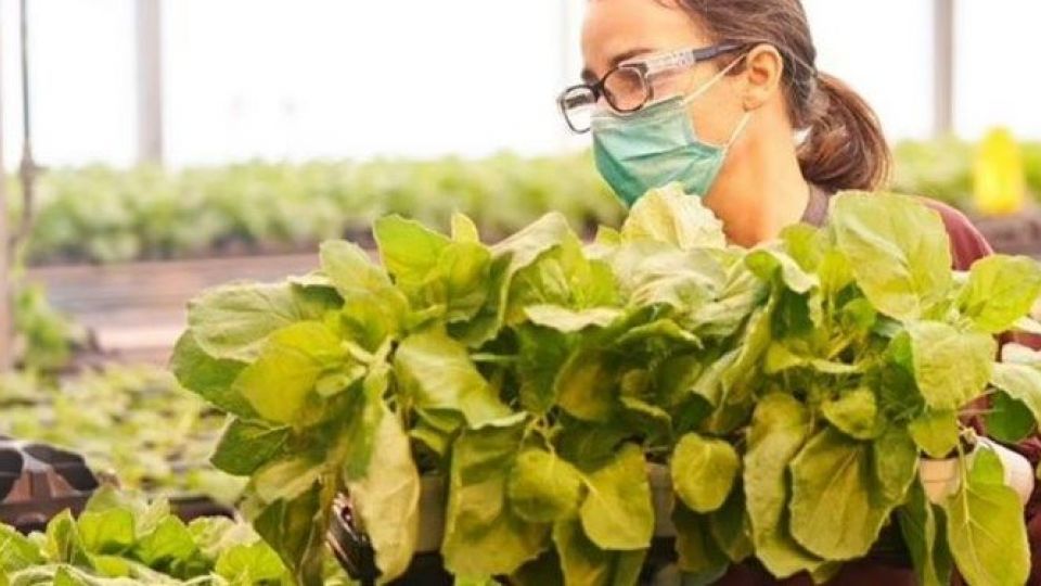 تأیید نخستین واکسن گیاهی کرونا در جهان