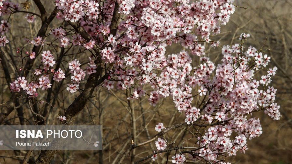 شکوفه‌های بهاری در زمستان