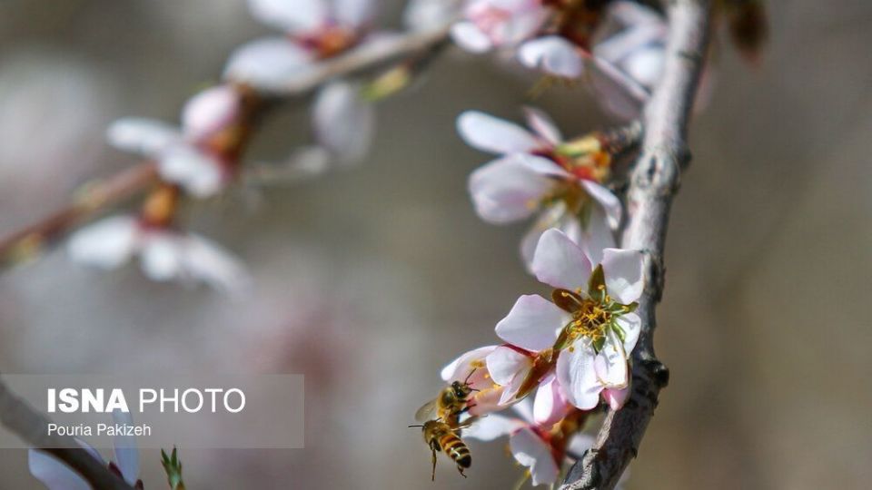 شکوفه‌های بهاری در زمستان