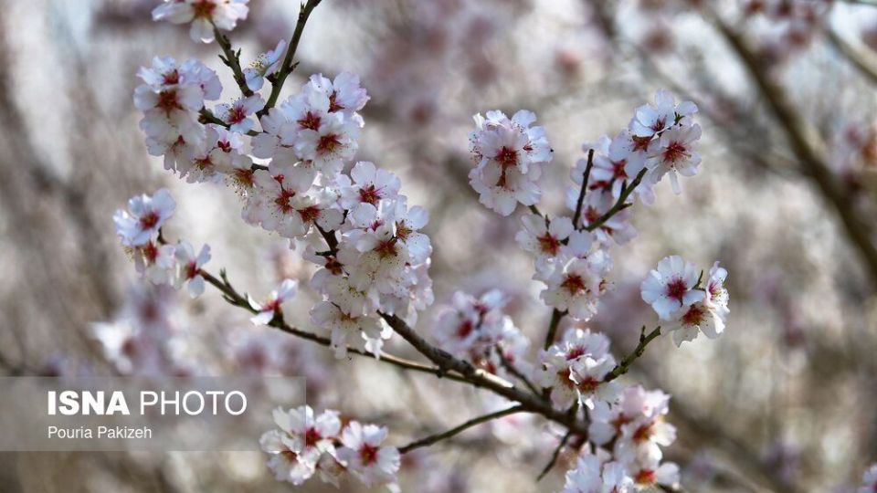 شکوفه‌های بهاری در زمستان