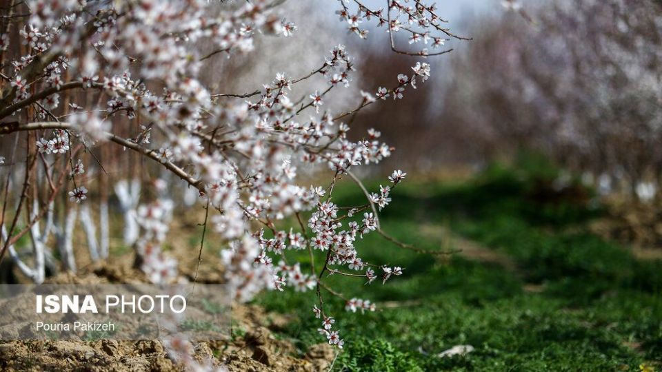 شکوفه‌های بهاری در زمستان