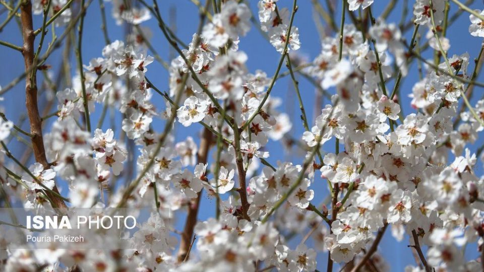 شکوفه‌های بهاری در زمستان