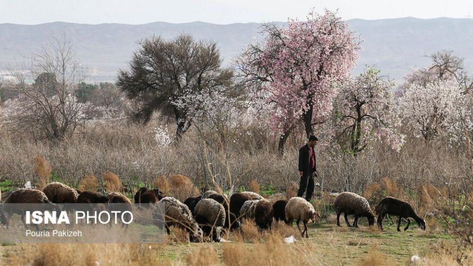 شکوفه‌های بهاری در زمستان