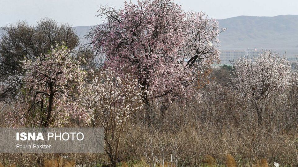 شکوفه‌های بهاری در زمستان