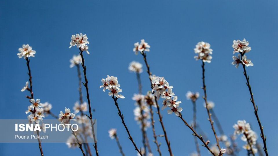 شکوفه‌های بهاری در زمستان