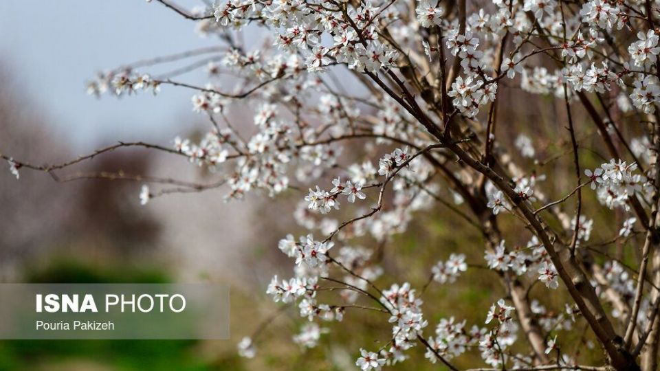 شکوفه‌های بهاری در زمستان