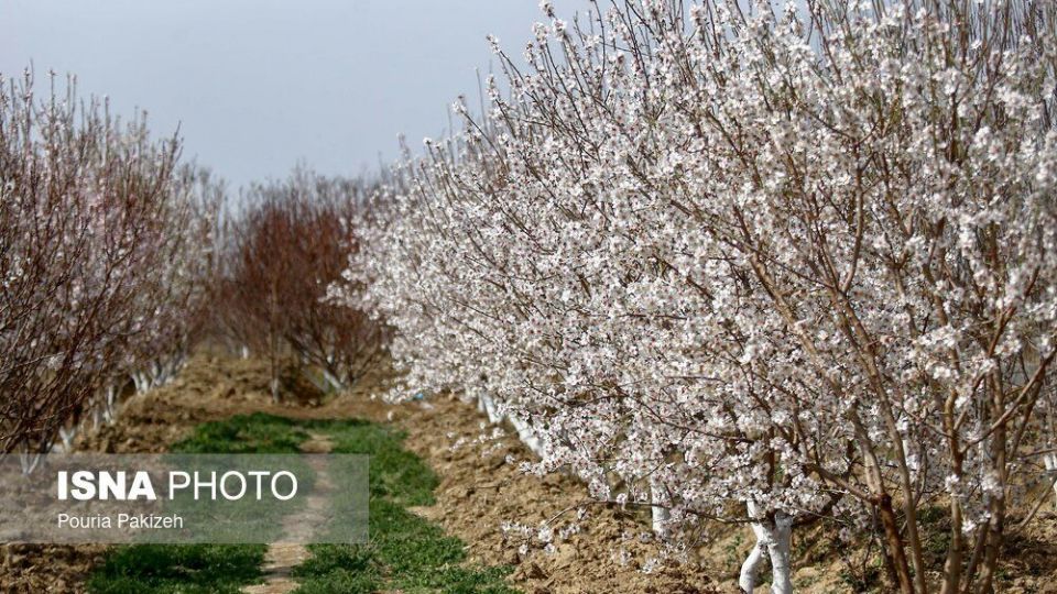شکوفه‌های بهاری در زمستان