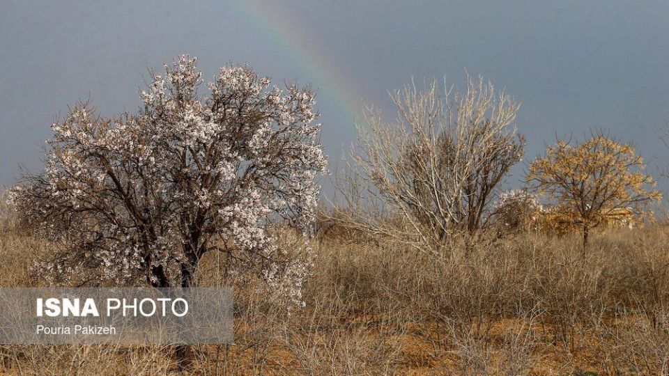 شکوفه‌های بهاری در زمستان