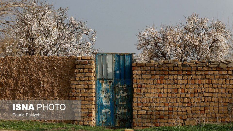 شکوفه‌های بهاری در زمستان