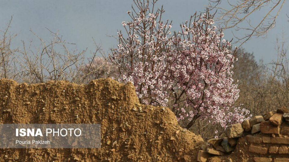 شکوفه‌های بهاری در زمستان