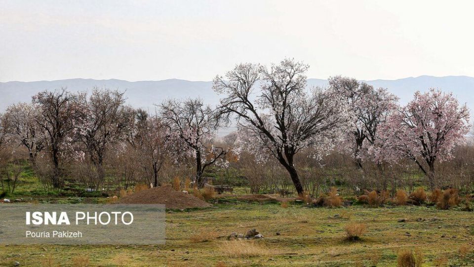 شکوفه‌های بهاری در زمستان