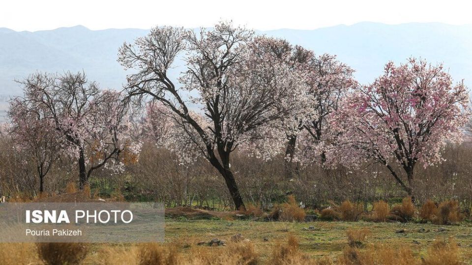 شکوفه‌های بهاری در زمستان