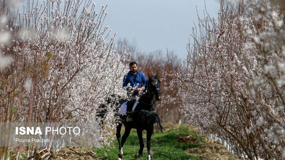شکوفه‌های بهاری در زمستان