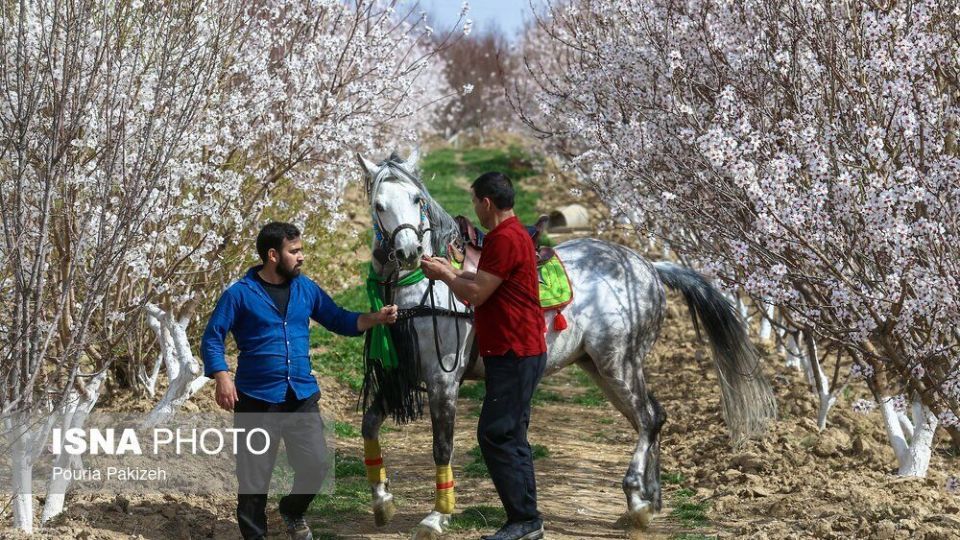 شکوفه‌های بهاری در زمستان