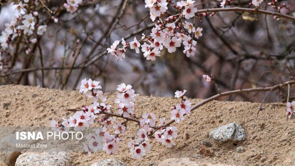 شکوفه‌های بهاری در زمستان
