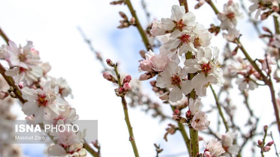 شکوفه‌های بهاری در زمستان