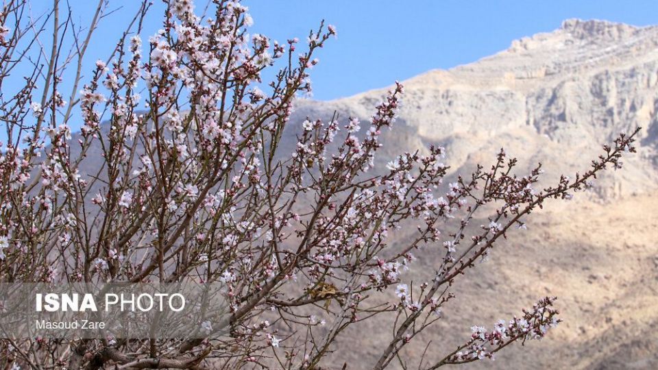 شکوفه‌های بهاری در زمستان