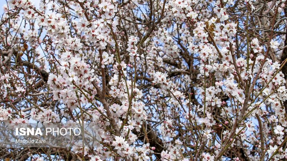 شکوفه‌های بهاری در زمستان