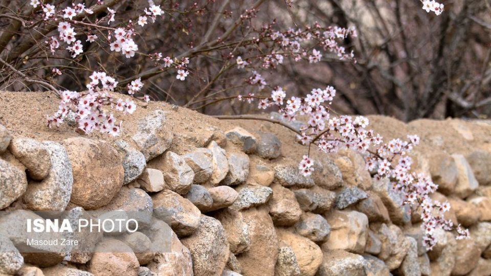 شکوفه‌های بهاری در زمستان