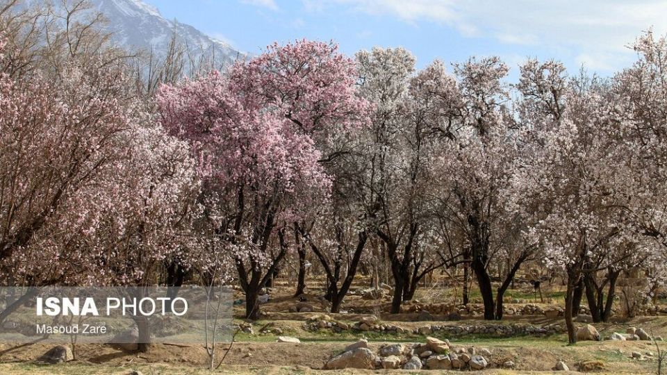 شکوفه‌های بهاری در زمستان