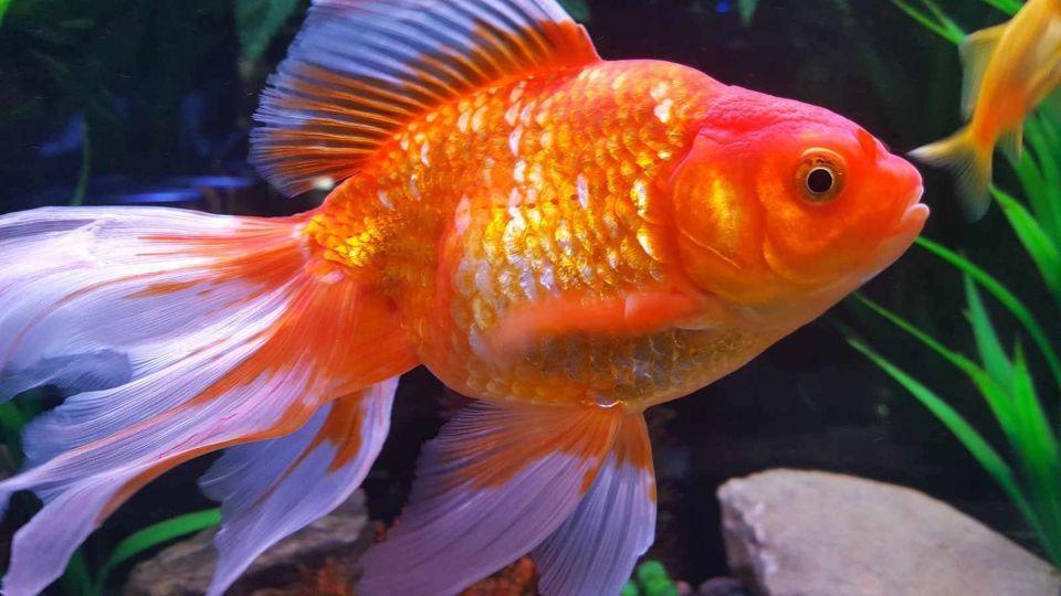 ماهی قرمز نخریم  