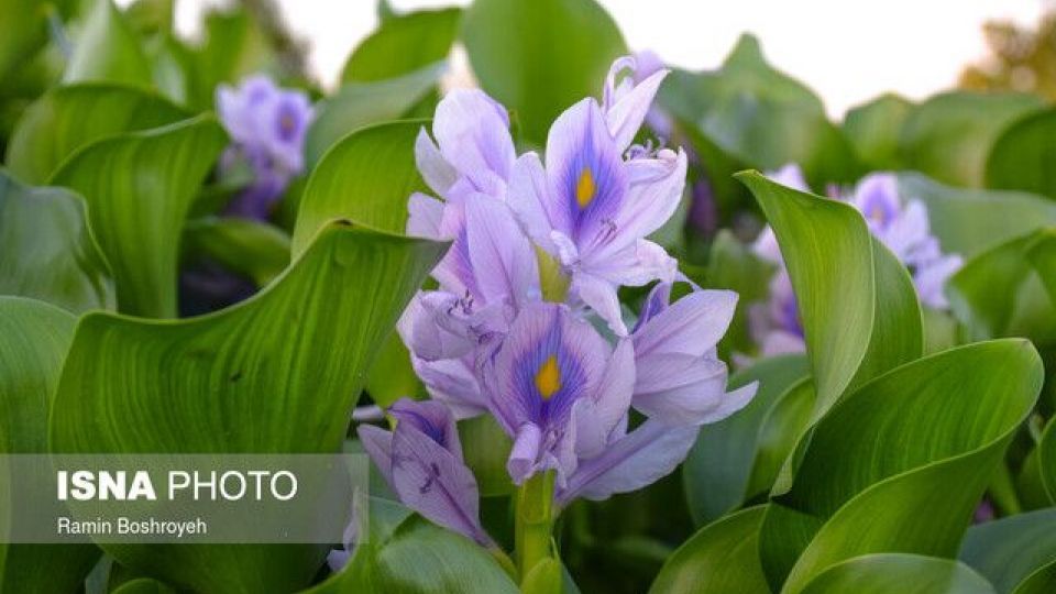 فروش سنبل آبی مردابی در مغازه‌ها و بازارهای گل ممنوع است