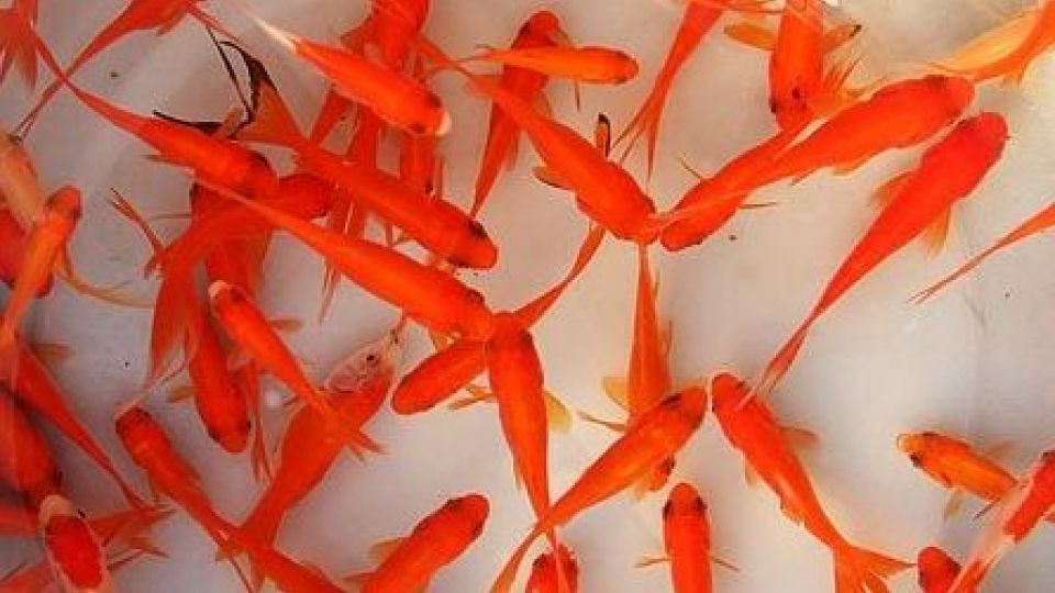 توصیه‌های بهداشتی برای خرید و نگهداری ماهی قرمز