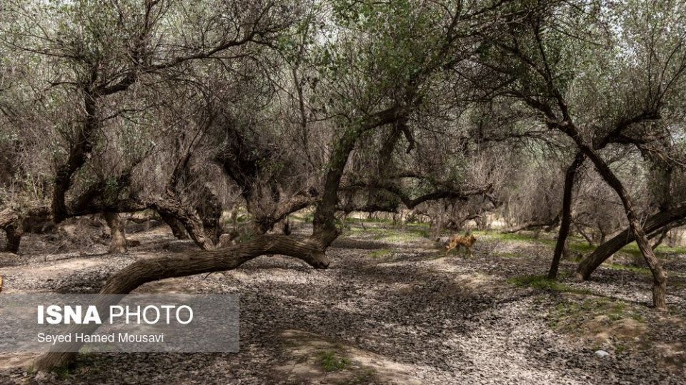 پارک ملی کرخه در ایام نوروز