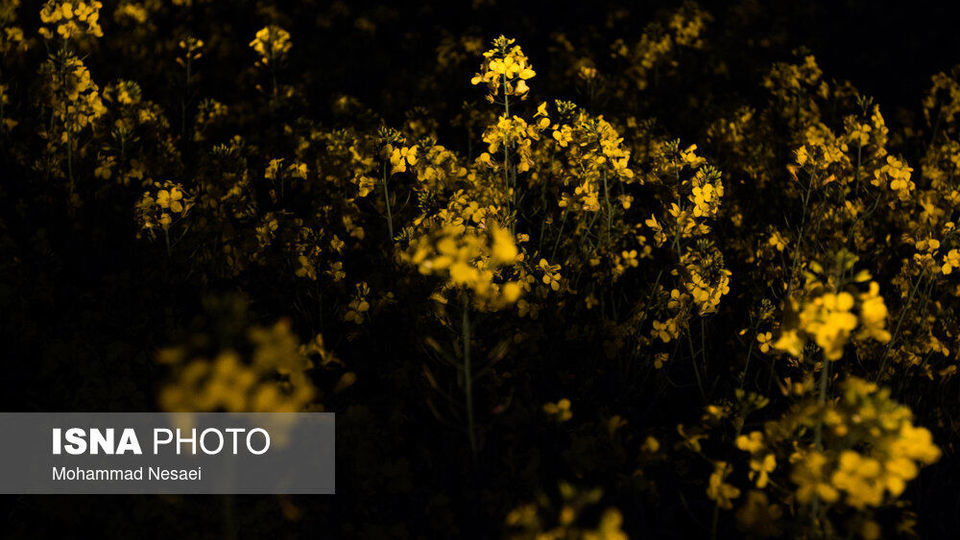 «کلزای» بهاری در گلستان
