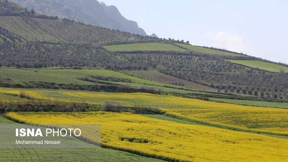 «کلزای» بهاری در گلستان